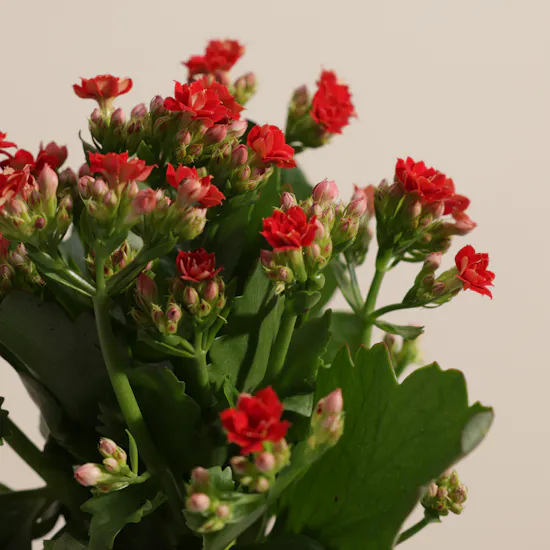 Enchanting Red Kalanchoe Plant