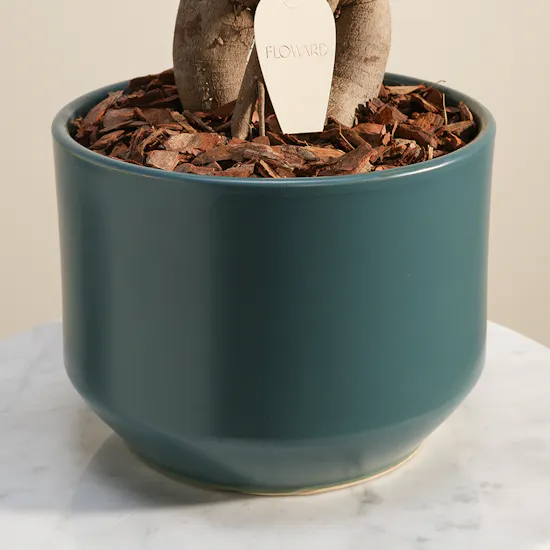 Emerald Harmony Bonsai Plant Vase