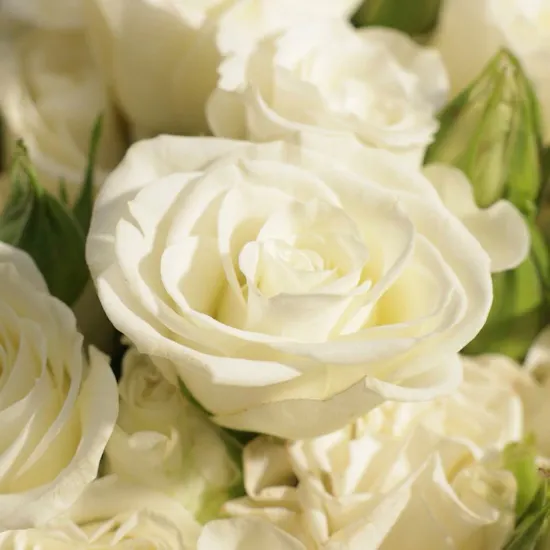 Pure Baby Rose Vase | 35 Flowers