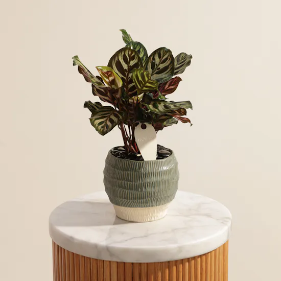 Soft Calathea Makoyana Plant