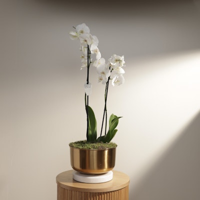 White Orchid Plant | Gold Vase