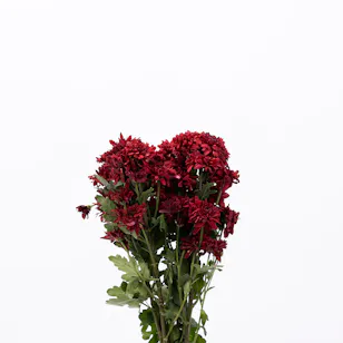 chrysanthemum red