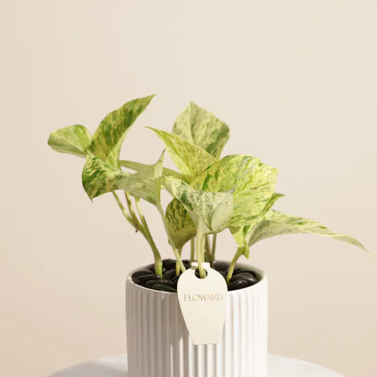 Classy Epipremnum Marble Queen Plant