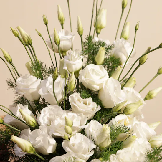Abucci Chocolate Box | Pure Eustoma Flowers