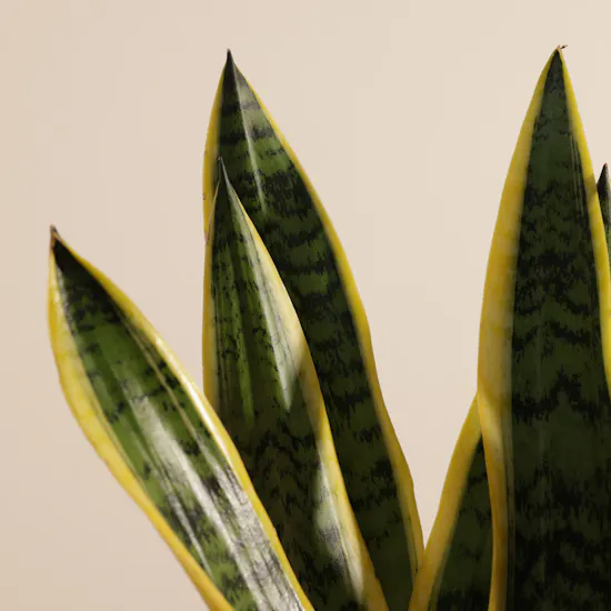 Elegant Sansevieria Snake Plant