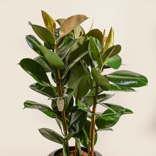 Pure Big Ficus Elastica Plant