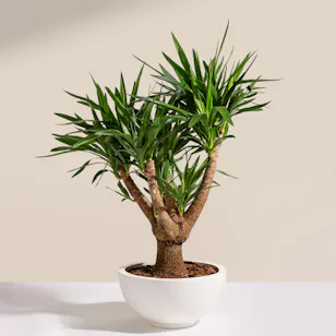 Charm Green Yucca Elephantipes Plant