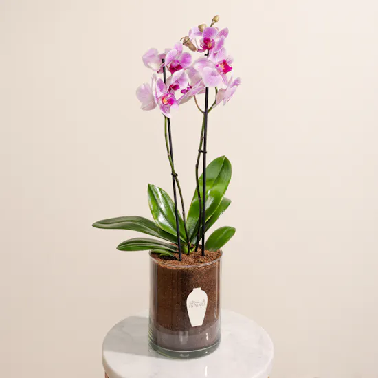 Orchid Hejj Mabror Plant