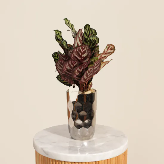 Astounding Calathea Makoyana Plant