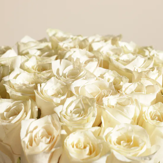 Snowfall White Rose Box