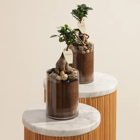 Classy Ficus Ginseng Duo Plant