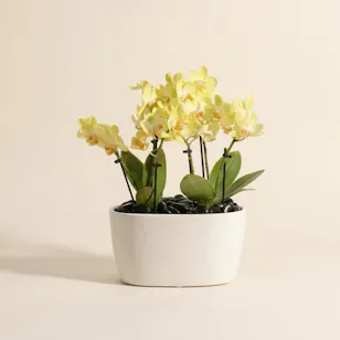 Double Small Yellow Phalaenopsis Plants Double Small Yellow Phalaenopsis Plants