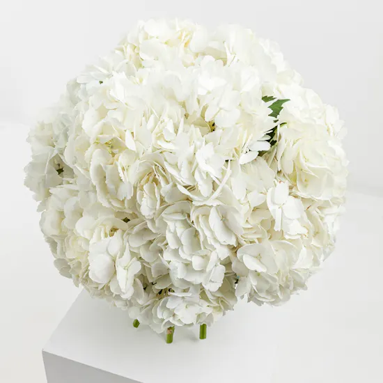 Hydrangea Dream