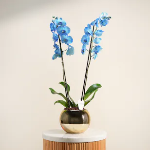 Dreamy Blue Orchid Plant