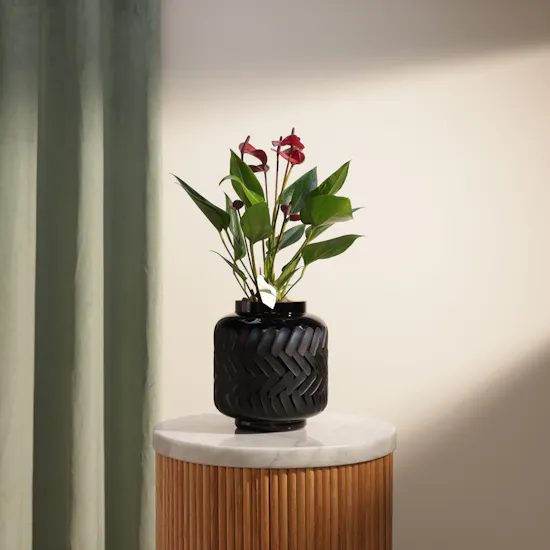 Classy Purple Anthurium Plant