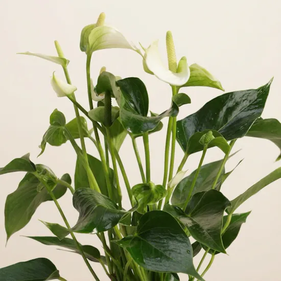 Unique White Anthurium Plant