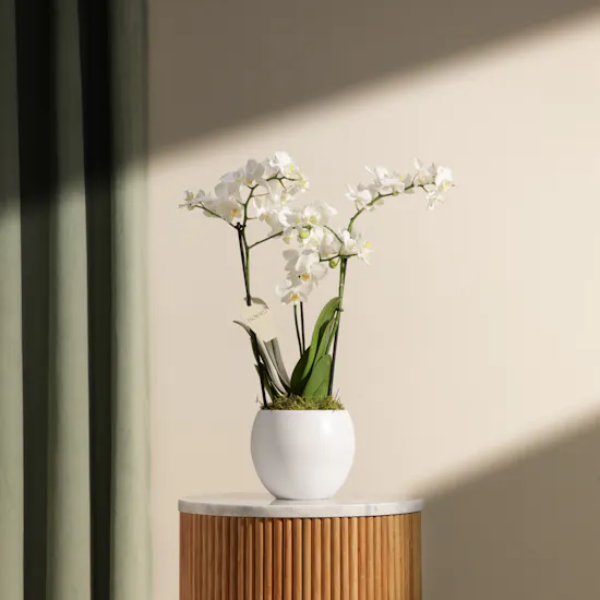 Magical White Phalaenopsis Plant