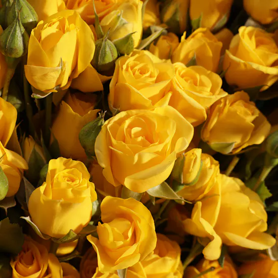 Sunny Embrace Baby Rose Bouquet | 50 Flowers