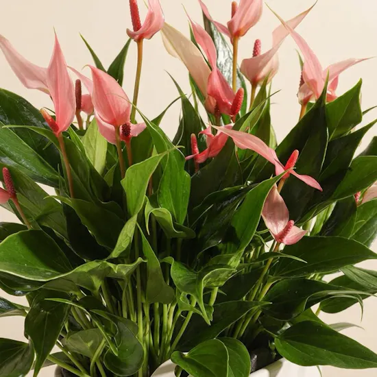 Anthurium lilli Pink