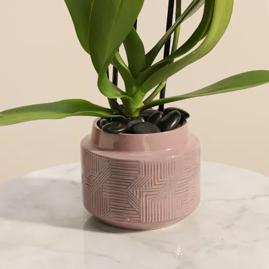 Glowing White Phalaenopsis Plant
