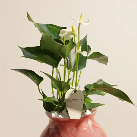 Fancy White Anthurium Plant