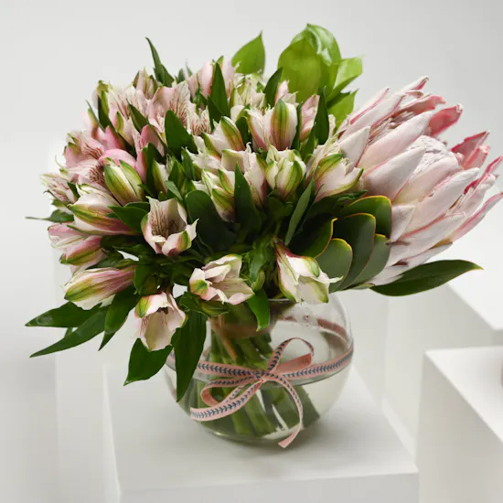 Hanoverian Chocolate & Pinks