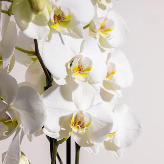 Pure Elegance Orchid Plant