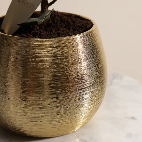 Quite Ficus Elastica Plant