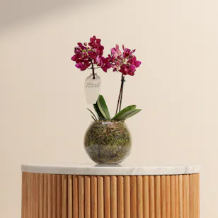 Purple Little Orchid