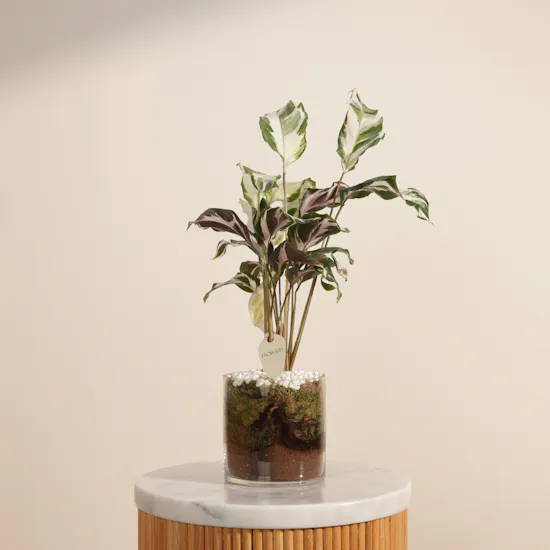 Crystal Calathea Stella Plant