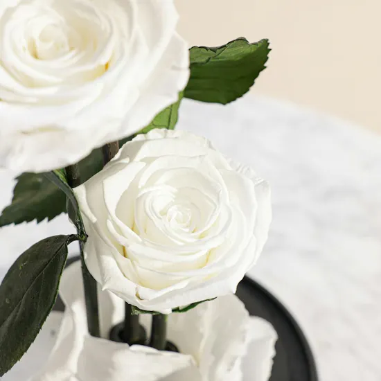Cascading Preserved White Roses in a Glass Dome
