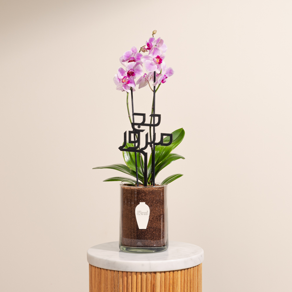 نبات أوركيد حج مبرور