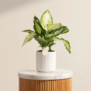 Pure Dieffenbachia Camellia Plant