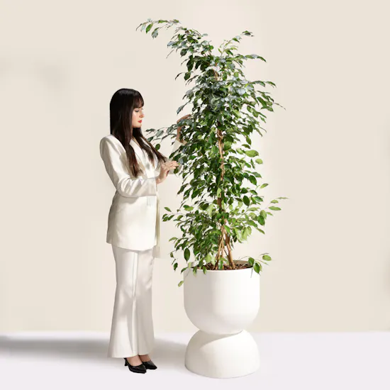 Elegant Big Ficus Exotica Plant