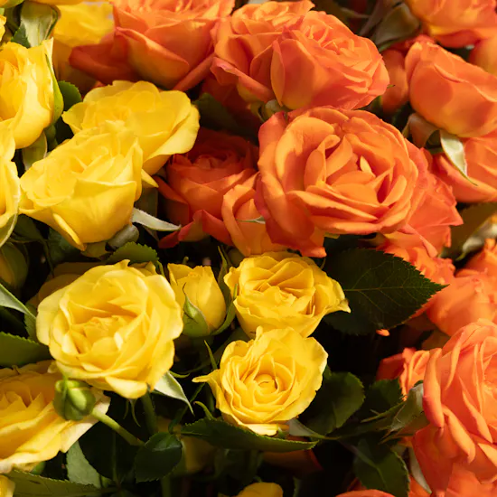 Heartfelt Baby Roses Bouquet