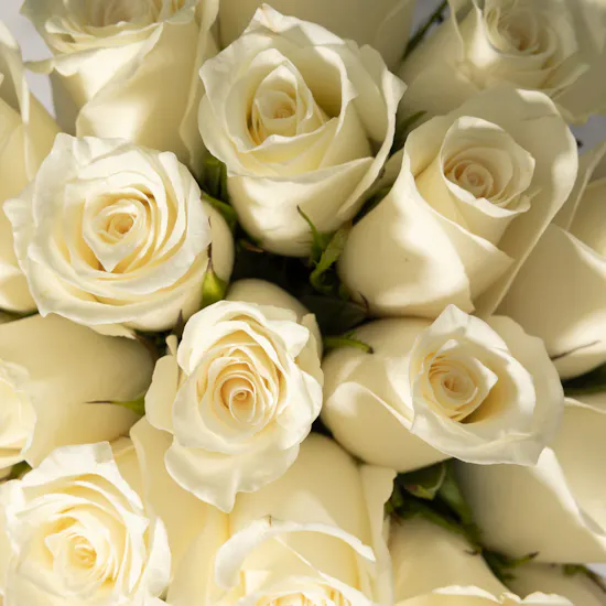 Ivory Elegance Rose Vase