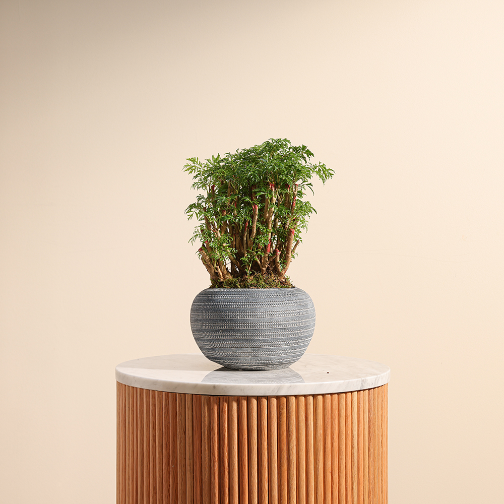 Polyscias Plant | Grey Pot
