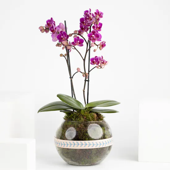 Purple Mini Orchids Plant