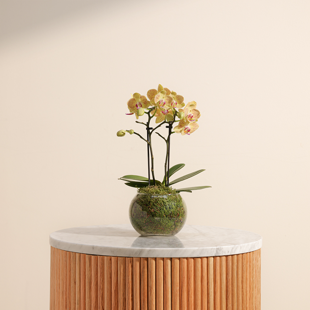 نبات ليتل مالتيفلورا اوركيد 