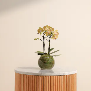 Little Multiflora Orchid Plant