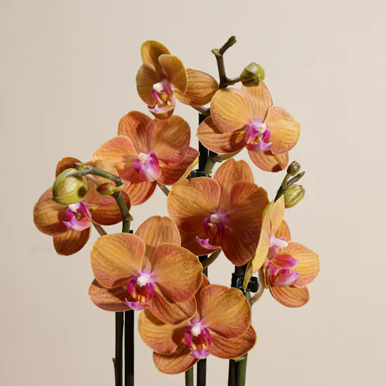 Elegant Phalaenopsis Plant Vase