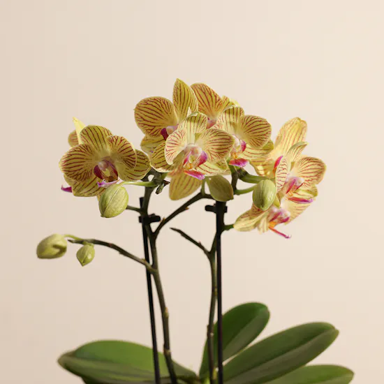 Little Multiflora Orchid Plant