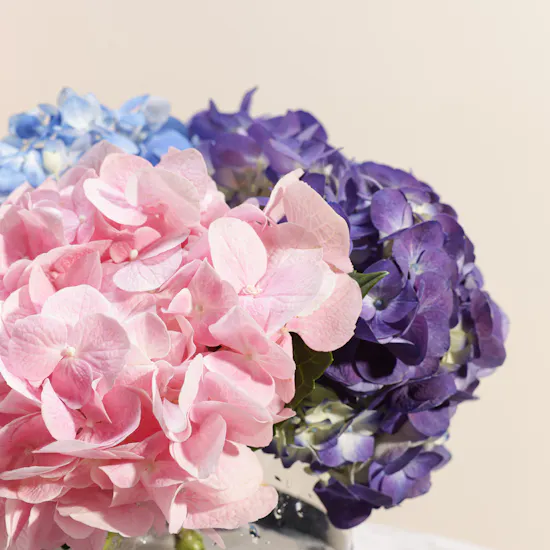 Colorful Hydrangea Vase