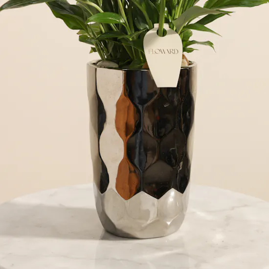 Royal Purple Spathiphyllum Plant