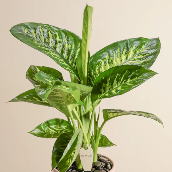 Blush Elegance Dieffenbachia Plant