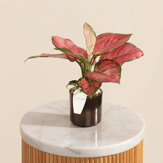 Glowy Aglaonema Red Joy Plant