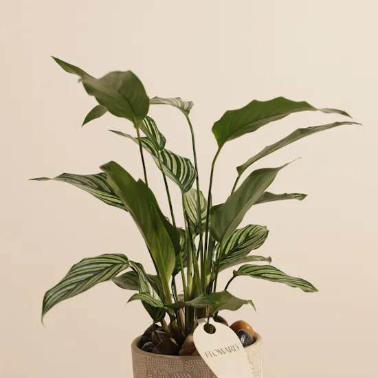 Unique Calathea Vittata Plant