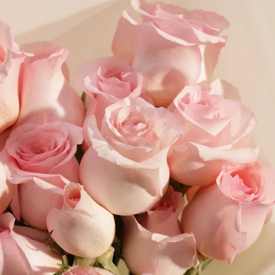 Pure Tenderness Roses Bouquet | 15 Roses