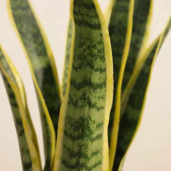 Sanseveria Snake Plant