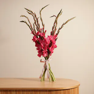 Gladiolus La Zamora | Flowers Bouquet